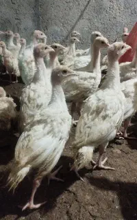 جوجه بوقلمون بیوتی