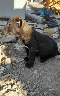 توله سرابی
