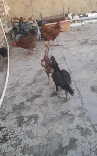 جوجه لاری