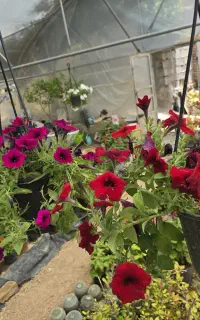 گل های آپارتمانی و باغچه ای گلخونه