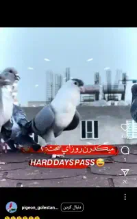 کفتر سبز خطی گم شده