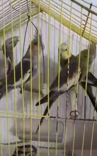 عروس هلندی