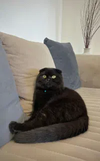 گربه اسکاتیش فولد اصل