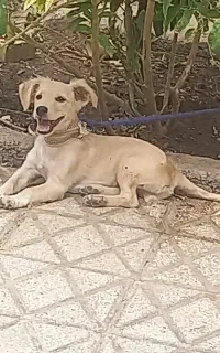 توله سگ جوان