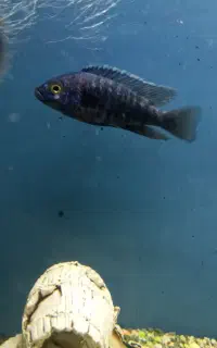 ماهی سچیلات معاوضه با ماهی گوشت خار