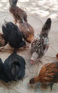 خروس 3 ماهه