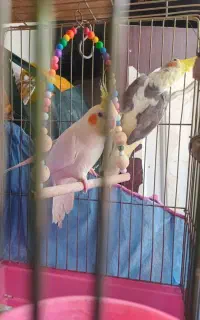 دوعدد عروس هلندی    نره ماده