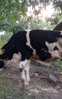 گاو.گوساله دورگ صحرایی. تلم