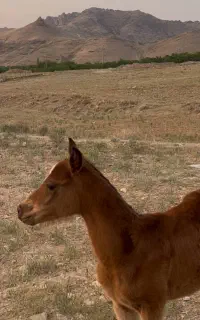 کره مادیان سوپر دم گیر