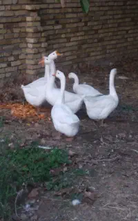 قوقاز چینی نر وماده