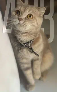 بریتیش ماده رنگ موکا