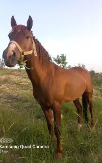 اسب دره شوری