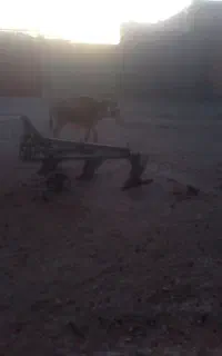 کره خر