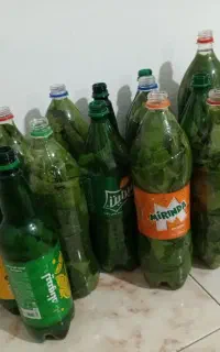 برگ مو تازه