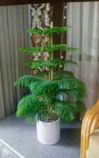 درختچه کاج طبیعی