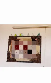 ۷ عدد مرغ عشق جوان