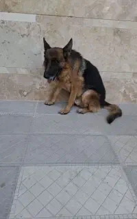 واگذاری سگ ژرمن  اصل
