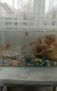 اکواریوم شیشه خم