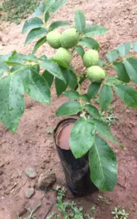 کاشت بلوط نارنج دارچین ردکارنت آخ گواخ موز