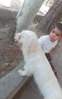 سگ پاکوتاه