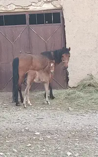 اسب مادیان با کره نریان اصیل
