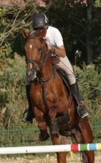 آموزش سوارکاری  مبتدی تا حرفه ای