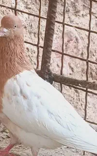 کفتر بالارو