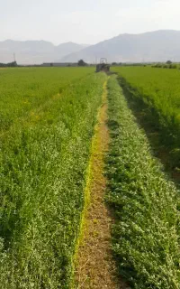 یونجه چین دوم درجه یک با اب چاه