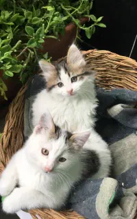 گربه