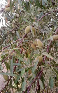 بادام درختی شیرین