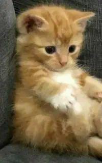 گربه