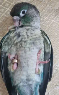 گرینچیک 3 ماهه اماده سخنگو شدن