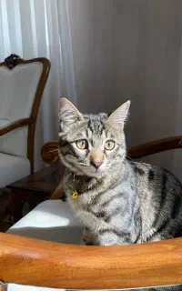واگذاری گربه