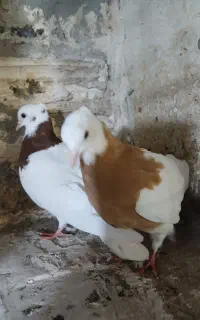 کلفه ۵ جفت