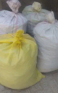 کودکبوتر