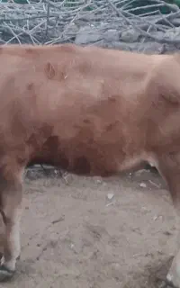 فروش یه راس گوساله