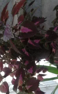 گل های طبیعی خانگی