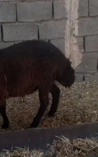 بره نر شال دورگ
