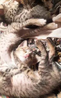 واگذاری گربه