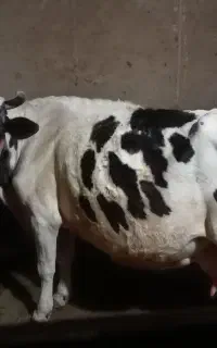فروش گاو