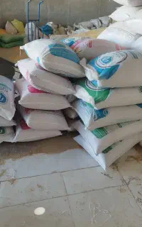 گندم زاگرس