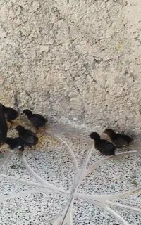 جوجه زیر مرغی ۲۰ روزه از آب گل در رفته