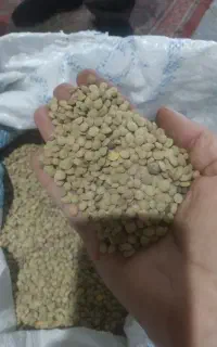 عدس خوراکی خلخال درجه یک