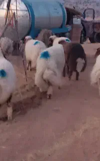 بره