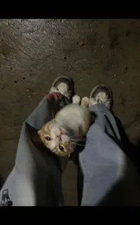 واگذاری موقت گربه دی اس اچ