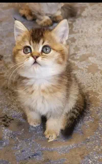 بریتیش سفید چشم ابی،بریتیش طلایی ونقره ای