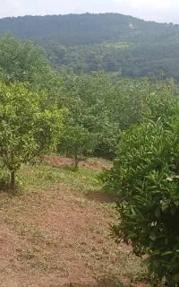 زمین