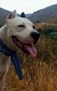 واگذاری ماده داکو