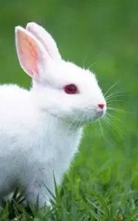 خرگوش بالغ سفید رنگ