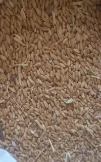 گندم